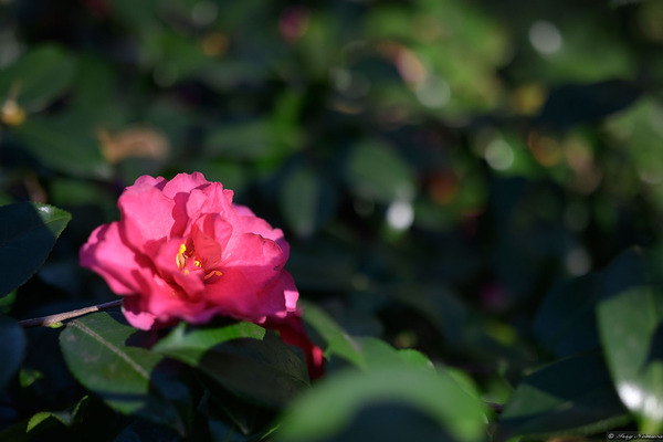 _Z7A2588
