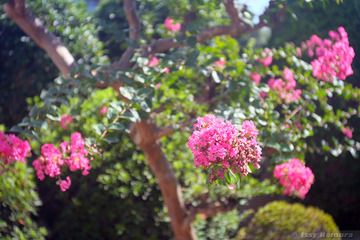 DSCF7540w