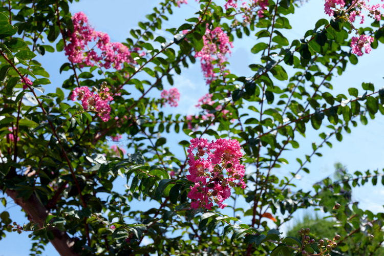 DSC04909