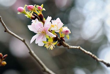 梅