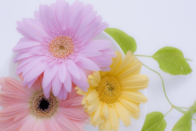 ツインテールと花束 ドラクエ10 ドラクエ10 エルフの羽根は食べられませんっ