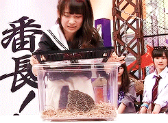 乃木坂まとめ情報曲