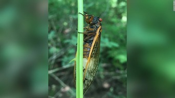 zombie-cicadas-west-virginia-fungus-scn-trnd-super-169