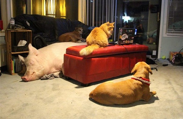 10898081_718277081612852_4773788843237548888_n