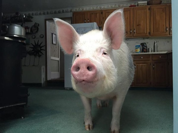 10378252_728394480601112_8065165245865784999_n