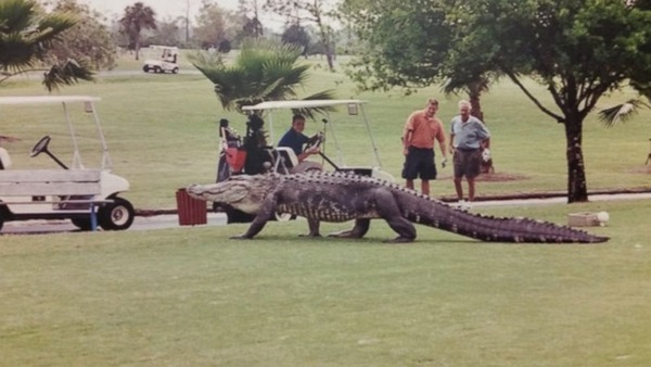 HT_alligator_golf_course_1_jtm_150311_16x9_992