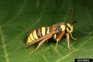 hornet-moth-1