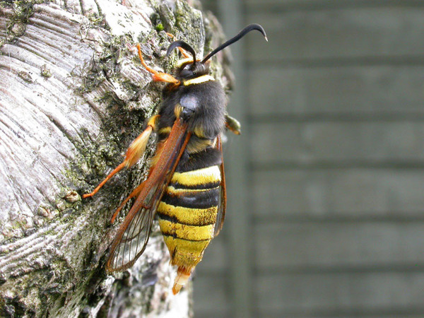 hornet-moth-4