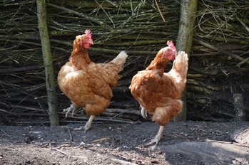 chickens-g0229e7292_1280