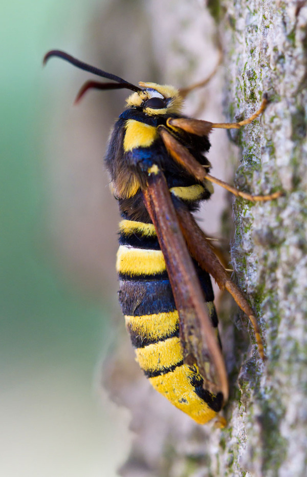 hornet-moth-5