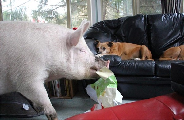 10653740_715886598518567_8903063019772212204_n