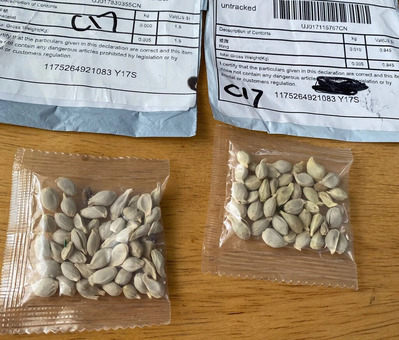 26xp-seeds-pix-jumbo (1)