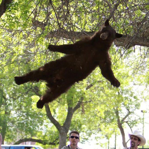 木から落ちるクマの画像がシュールすぎると話題にｗ おもしろblog