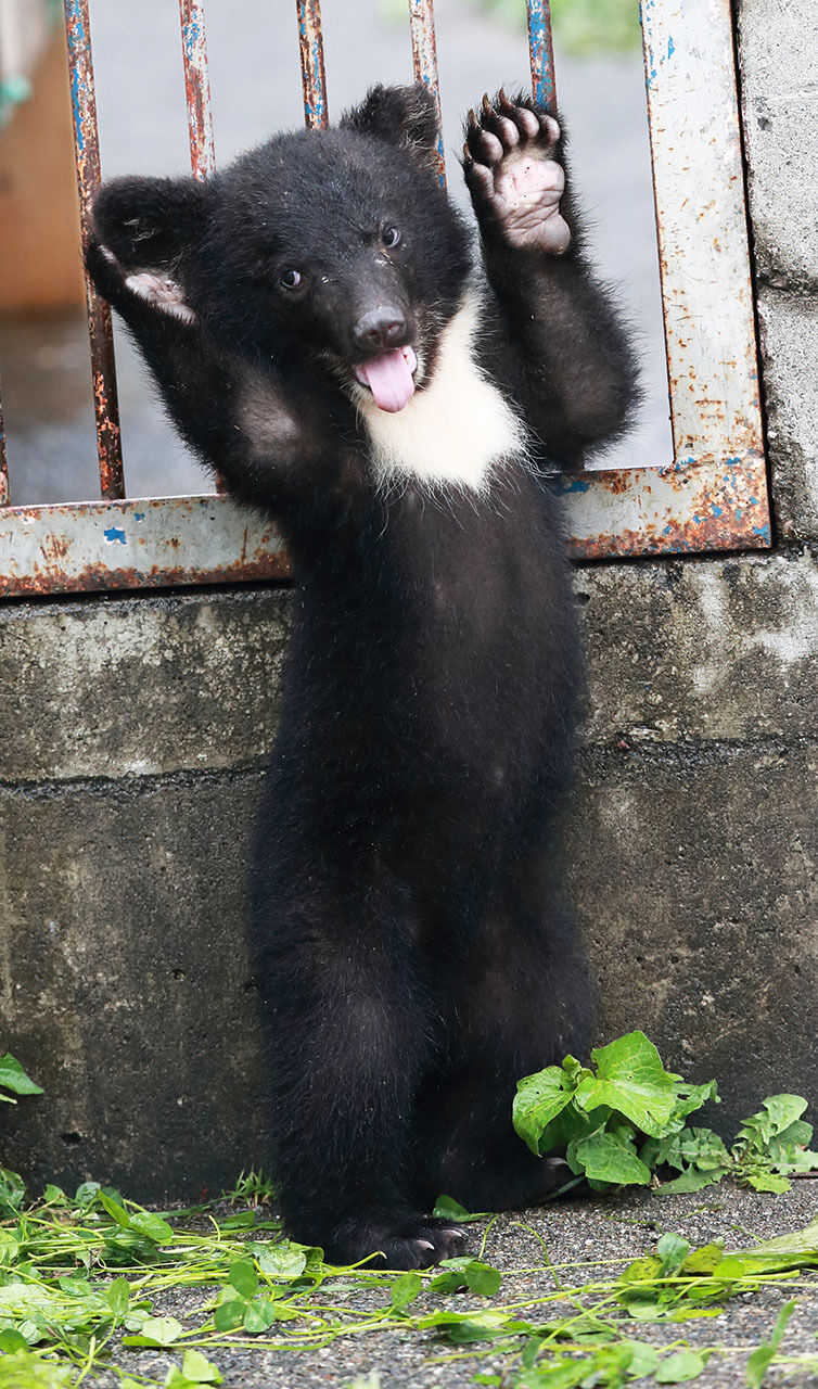 子グマを犬と勘違いして触ろうとした観光客 背後から親グマに襲われる はてブのオアシス