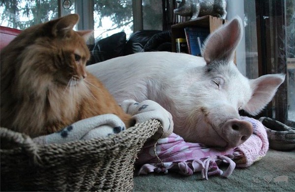 10357124_724070724366821_5523158620950305034_n