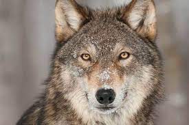 【狼】オオカミを群れのリーダーにさせる寄生虫が研究で明らかに、感染で46倍も割合が増加
