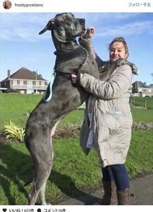 Freddy,+a+Great+Dane,+is+the+biggest+dog+in+the+world