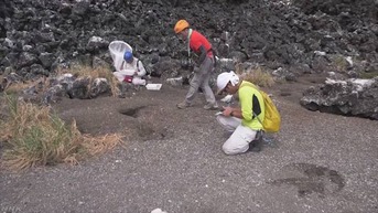 B 痛いニュース ﾉ 噴火で拡大した西之島 ゴキブリの楽園に 噴火後も生き残り大繁殖 生態系への影響懸念 ライブドアブログ