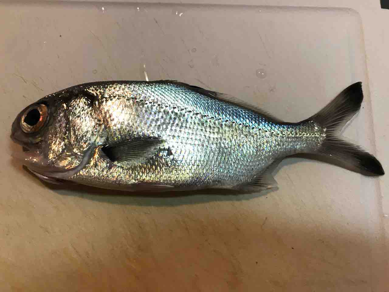 ギンメダイを楽しむ 食べ記録 釣りもするよ ギンメダイを楽しむ 食べ記録 釣りもするよ