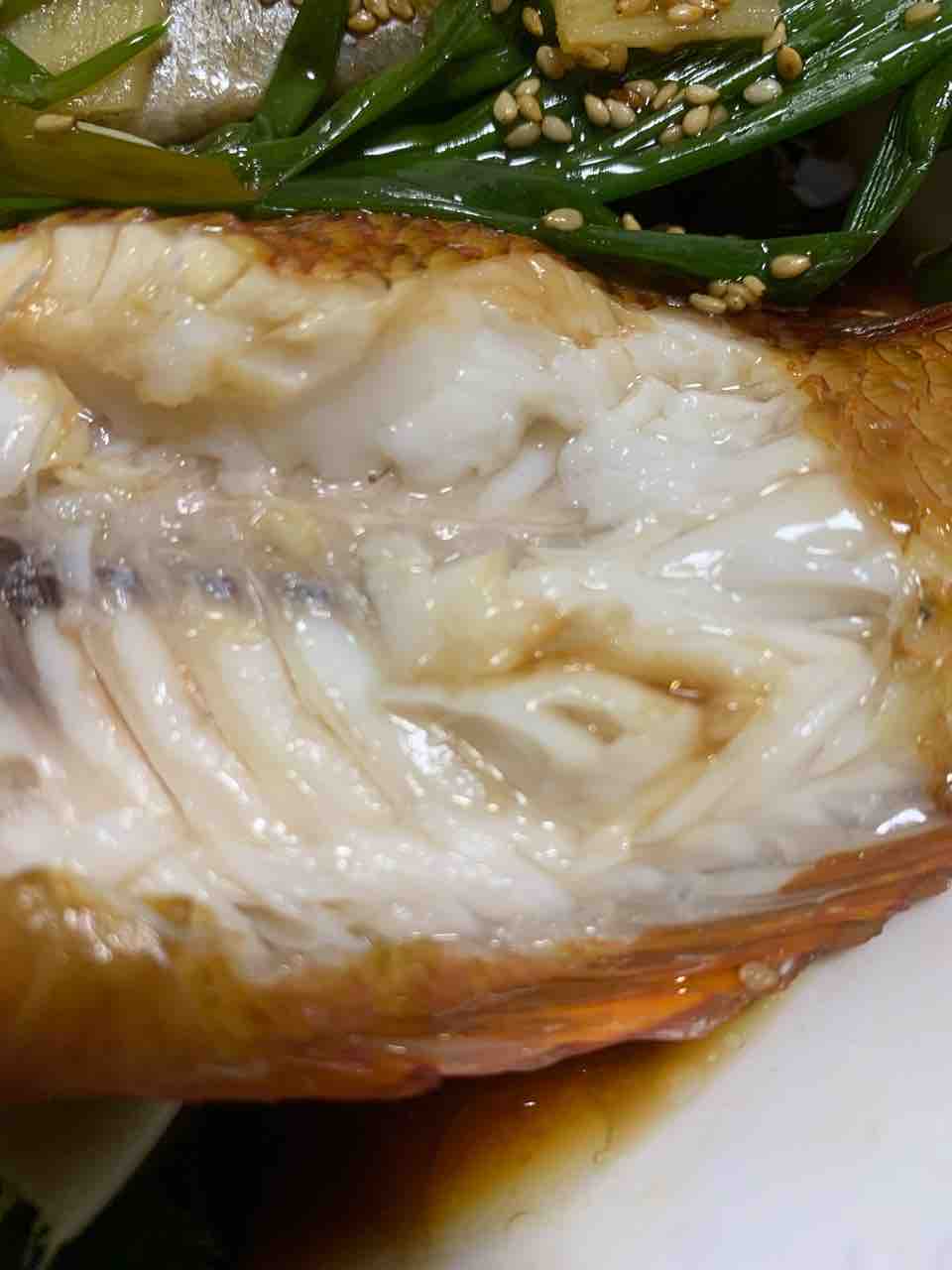 アカササノハベラ 食べ記録 釣りもするよ アカササノハベラ 食べ記録 釣りもするよ