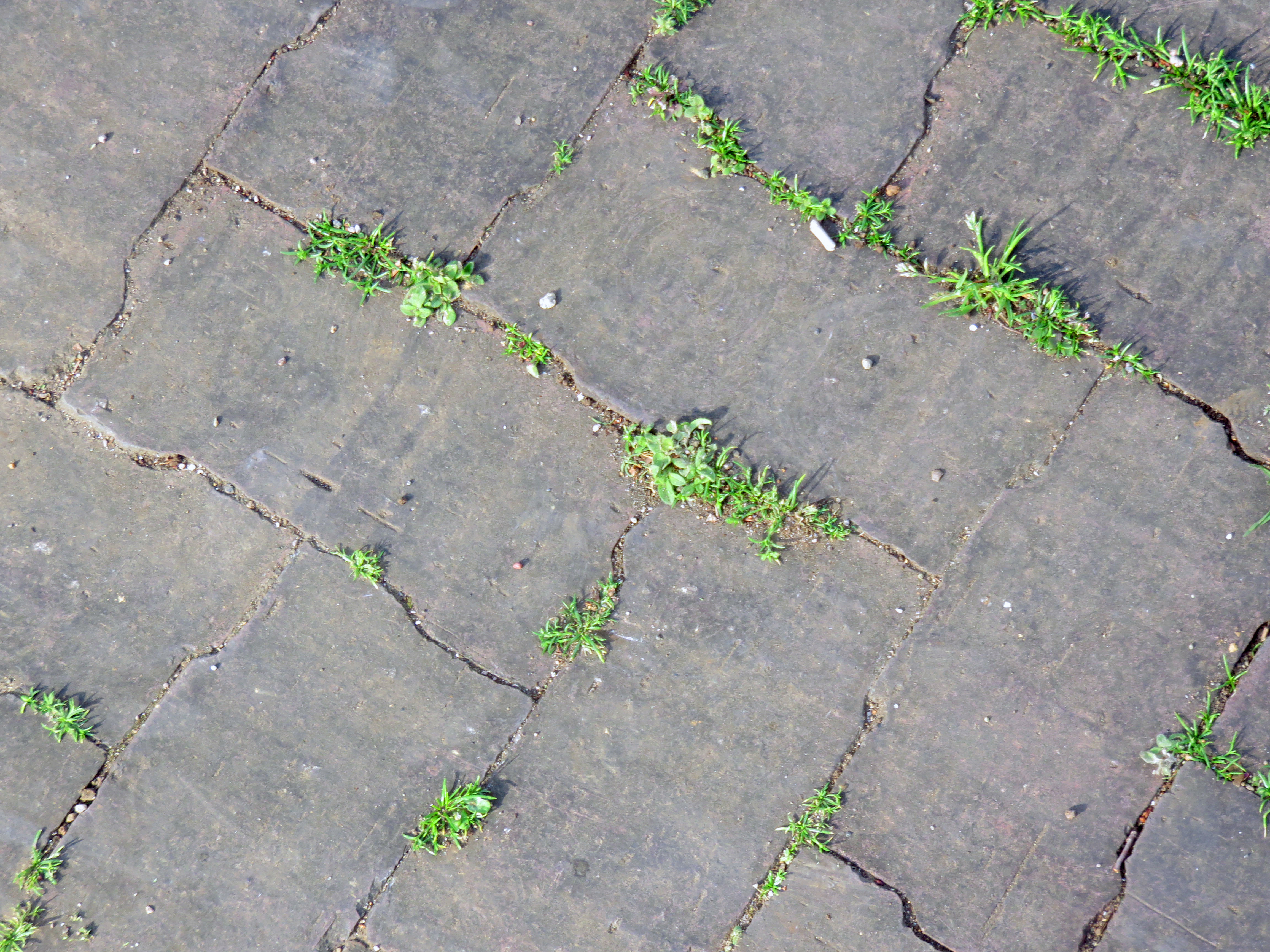 隙間から雑草の生えた道路ブロック Freebackphoto