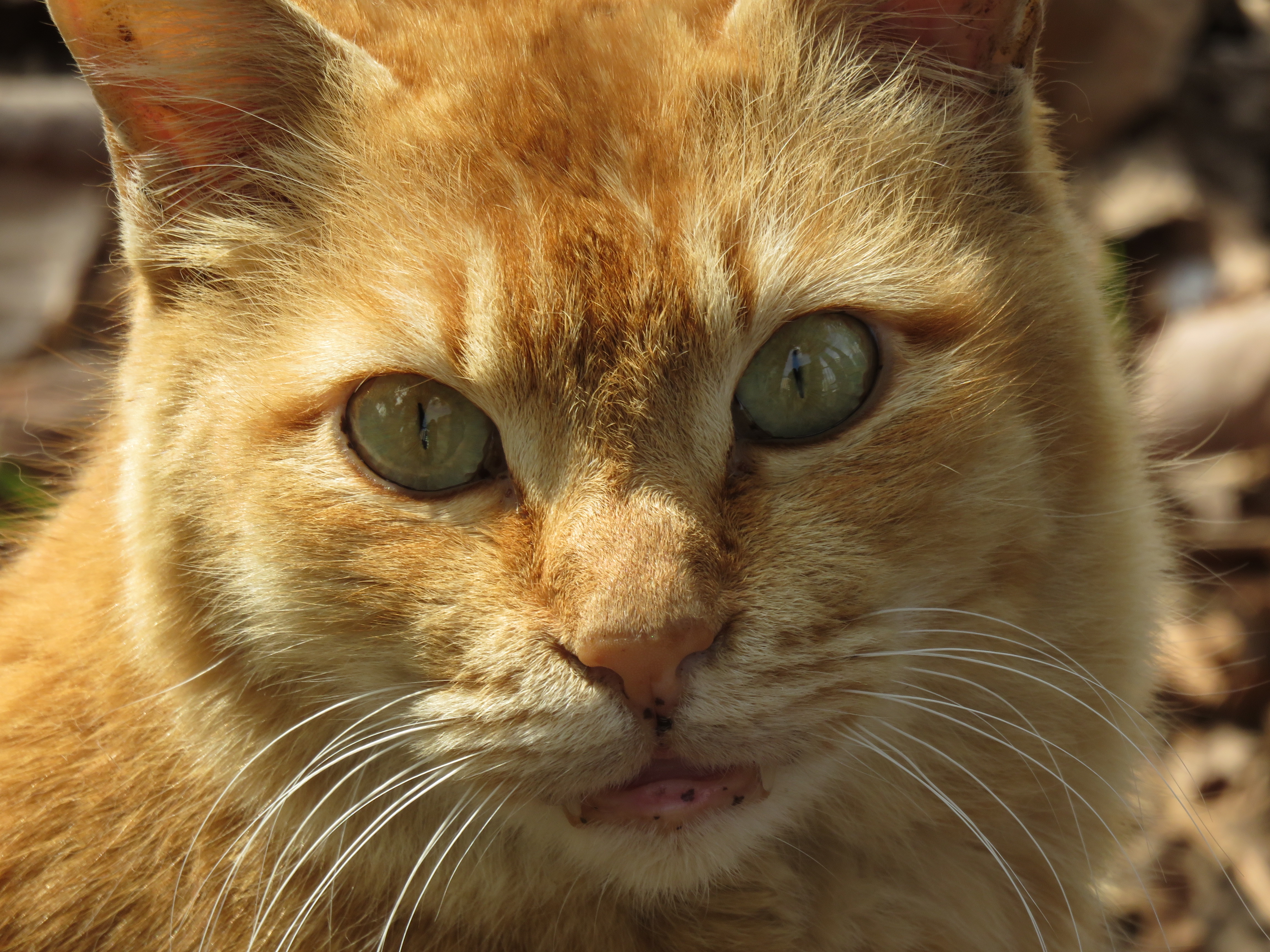 正面の猫の顔 Freebackphoto