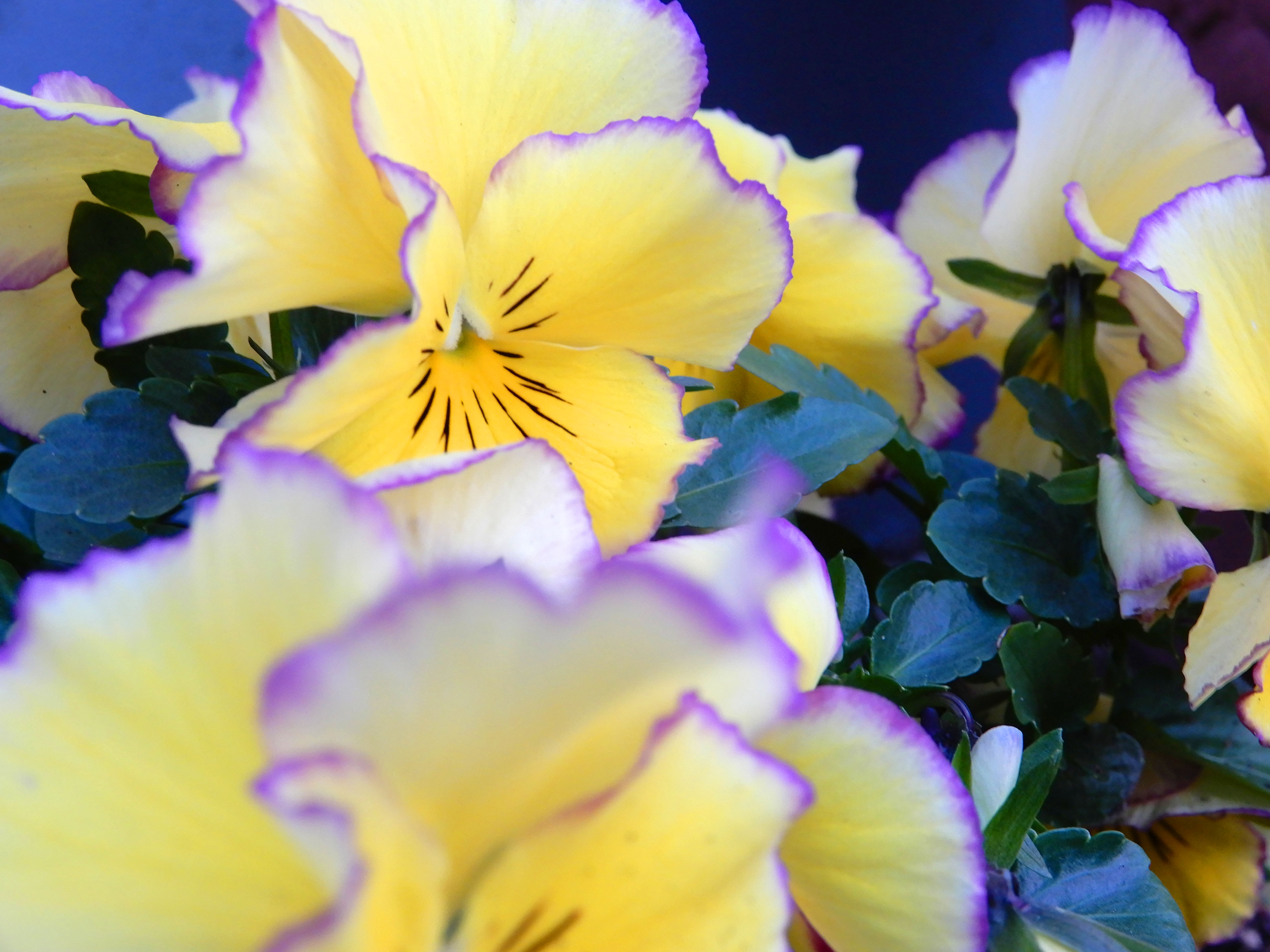 黄色に紫の縁のビオラ Freebackphoto