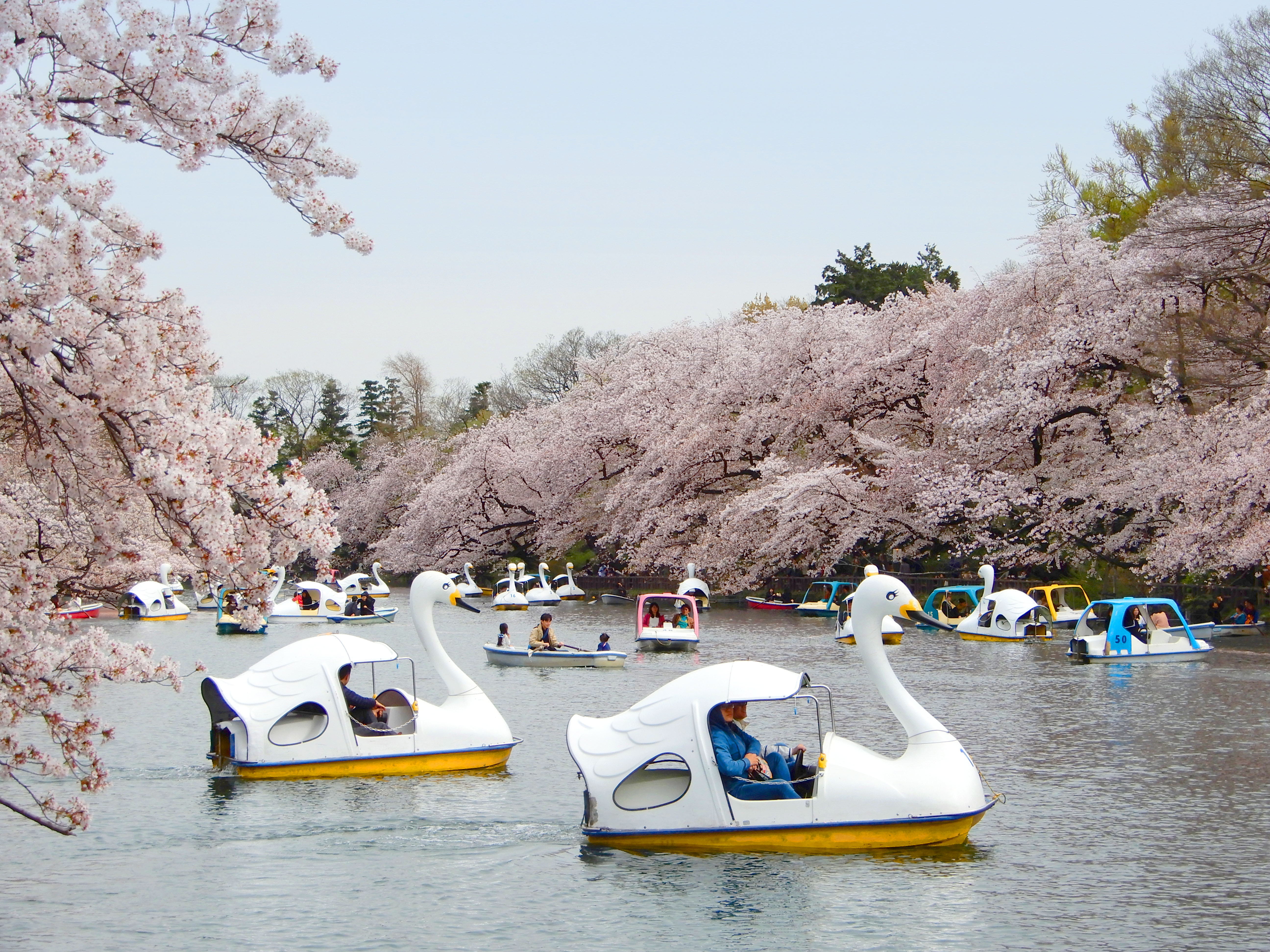 桜が満開の吉祥寺 井の頭公園とスワンボート Freebackphoto