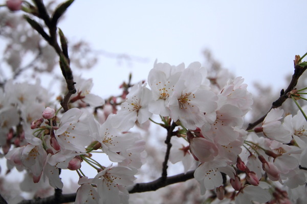 岸和田城の桜