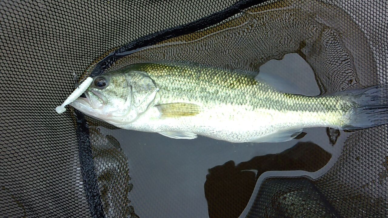 バス釣りatパル佐野 艸 Dr Saitoのブログ
