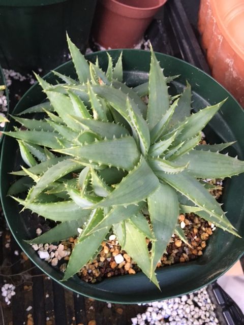 播種から2年後 アロエ ポリフィラ Aloe Polyphyiia の栽培日本一を目指して 播種 植替え 販売