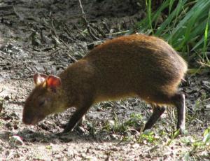 agouti[1]