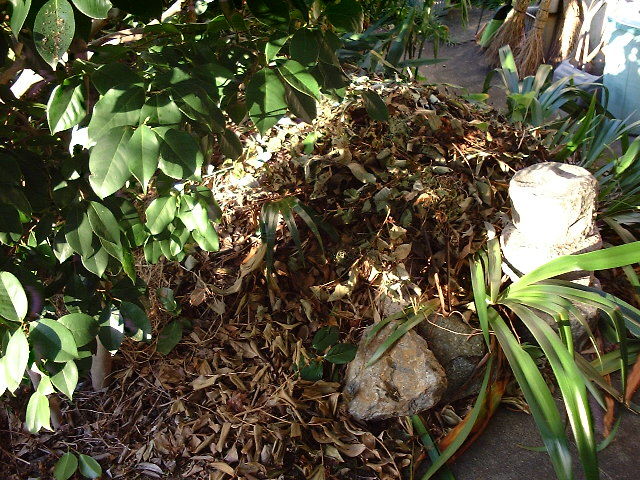 自家製腐葉土 楽しく生きよう 自家製腐葉土 楽しく生きよう