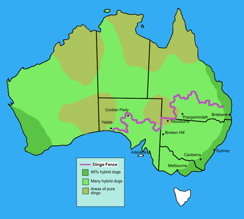 667px-Dingo_fence_in_Australia