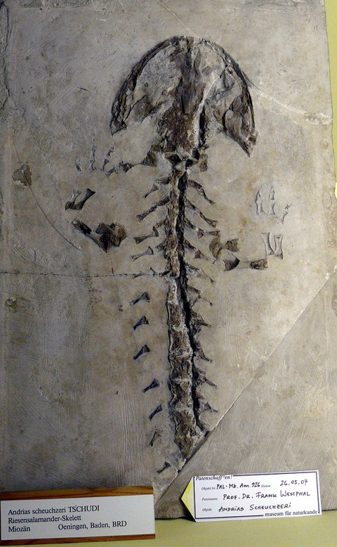 800px-Andrias_schleuchzeri
