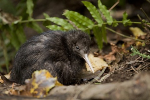 north_island_brown_kiwi-e1370602660117