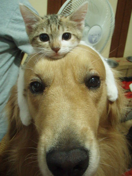 3674141_4f8ceab43de07d0c5299f53b6650c90f