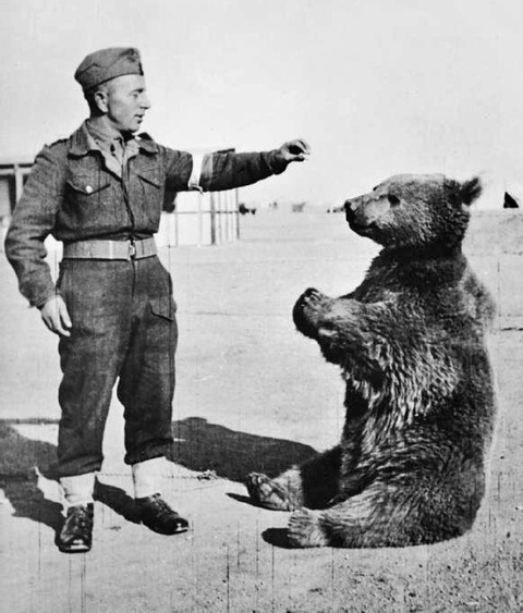 Wojtek_the_bear