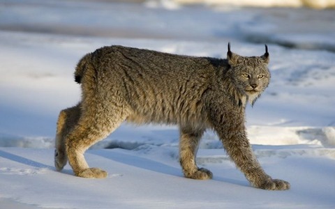 Canadian_Lynx