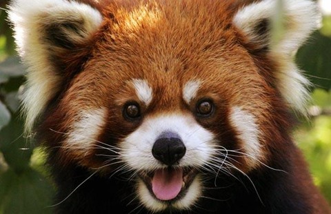 red-panda-03