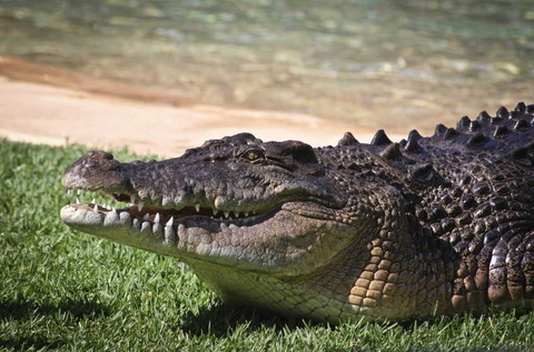 saltwater-crocodiles