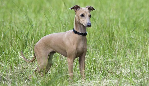 dog_italian-greyhound_desktop