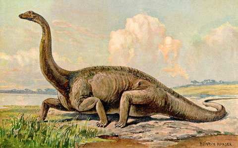 Diplodocus_Heinrich_Harder