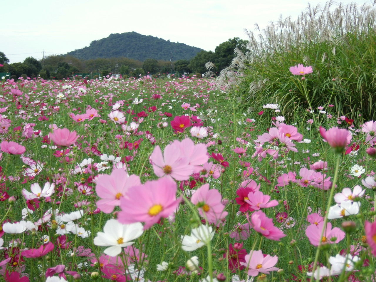 秋の藤原京 丑男の援團生涯 云々かんぬん