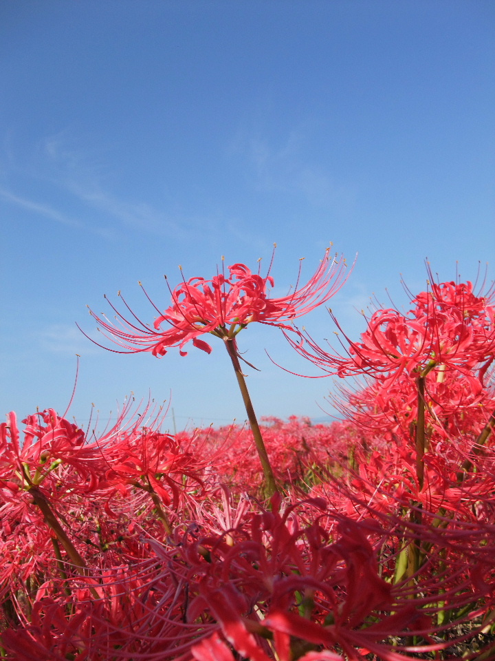 s*5様 虎 残響 赤 ヒガンバナ #172 2008 葛城古道の彼岸花 1 「九品寺周辺」 : 丑男の援團生涯 －云々