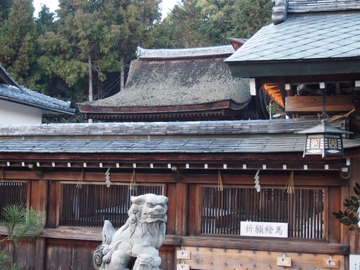 苗村神社八幡社　南東から　塀越し屋根　　１１　１２．３０　一眼