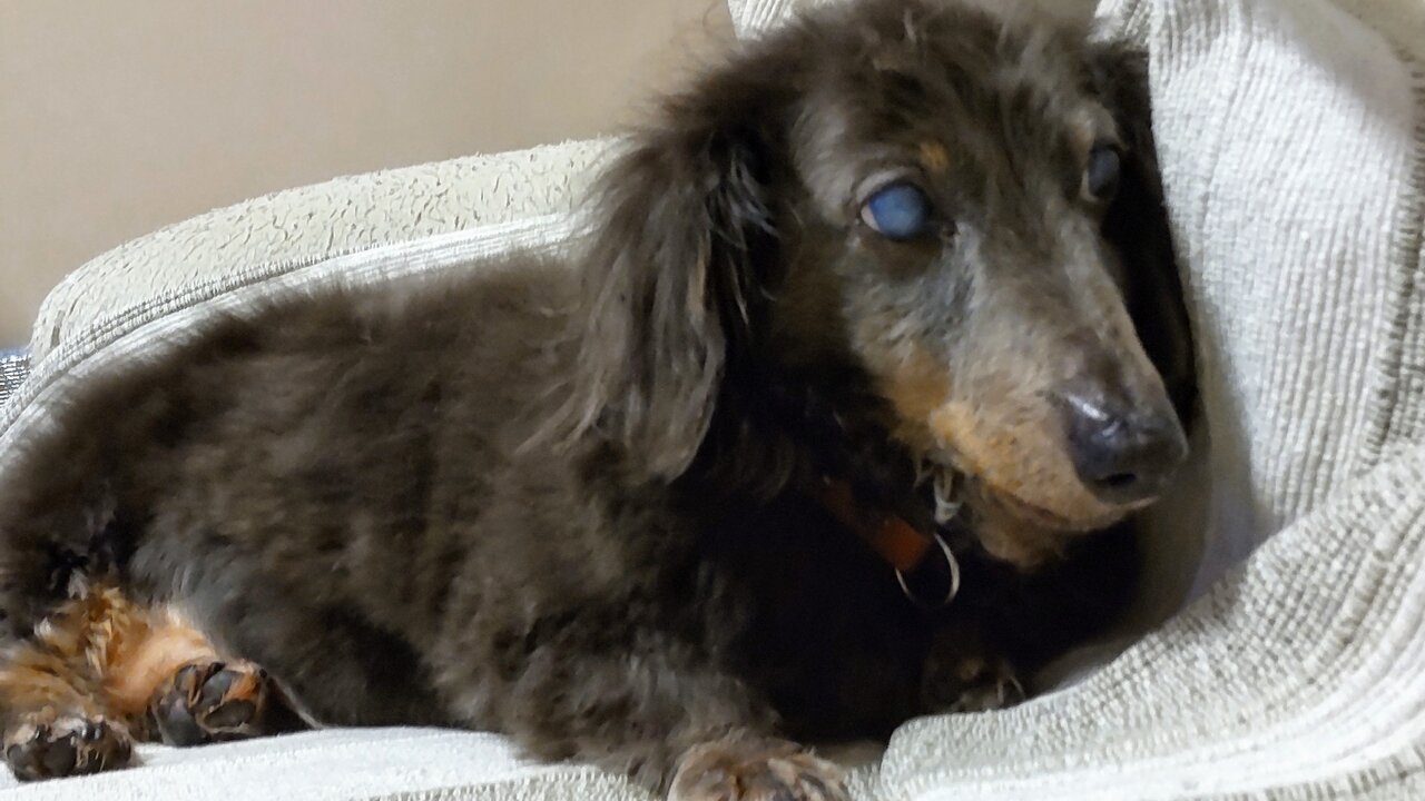 小さなイボも老犬の証 ミニチュア ダックスフントdreafのblog