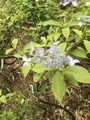 2020-05-23_09-54-52_568