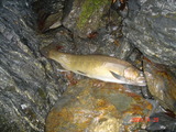 iwana