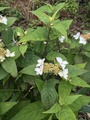 2020-05-23_09-55-04_343